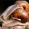 Sexing Gastropods