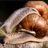 Sexing Gastropods